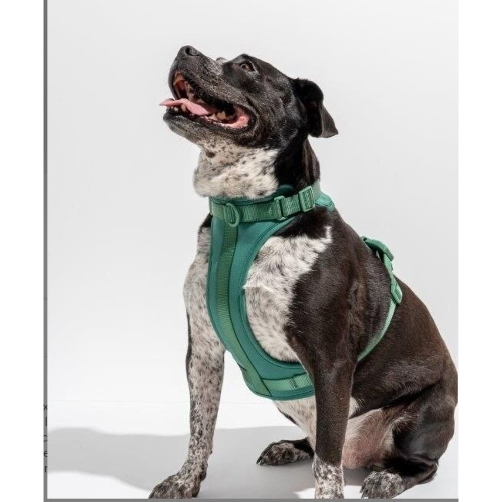 Wild One Dog Harness Spruce Green Cushioned Adjustable Comfort No-Pull Large - Picture 5 of 5